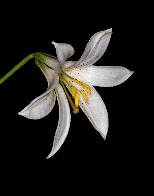 Lilium washingtonianum - Washington Lily 20-0286.jpg